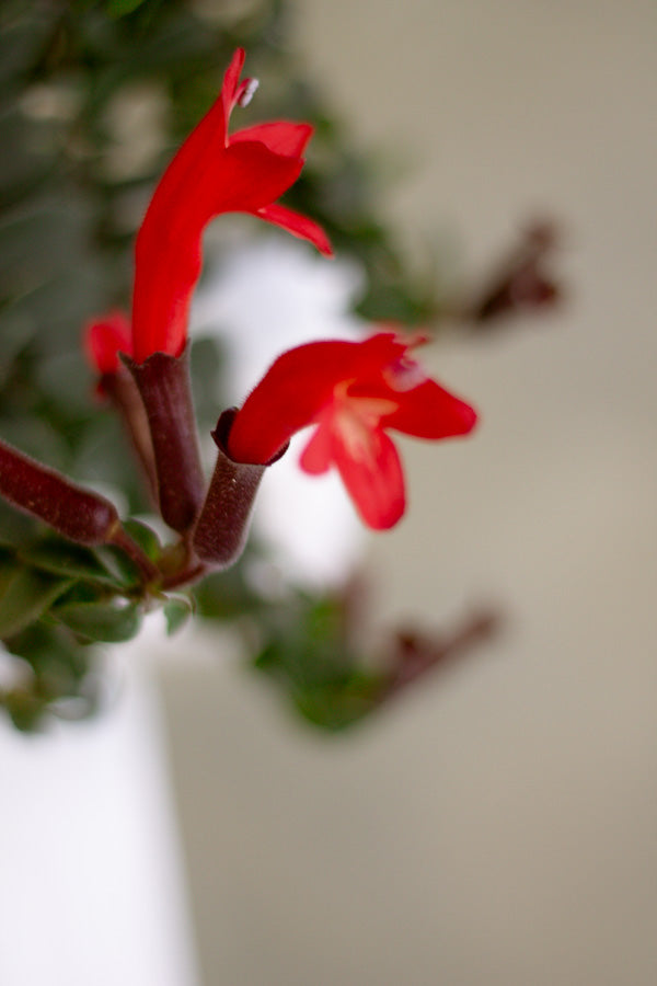 Columnea Twister, Aeschynanthus Pulcher, Lip Stick Plant, Houseplant, Red Flowers, Unique plant, Rare Plant, Rare Lipstick, Twister, Plant, Houseplant, Hanging Plant,