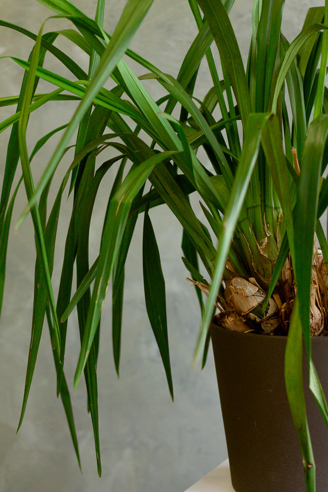 Cymbidium Orchid, Cymbidium, Orchid, Rare Orchid, Large Orchid, Orchids, Potted Orchid, Cymbidium Orchids,