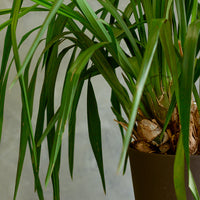 Cymbidium Orchid, Cymbidium, Orchid, Rare Orchid, Large Orchid, Orchids, Potted Orchid, Cymbidium Orchids,