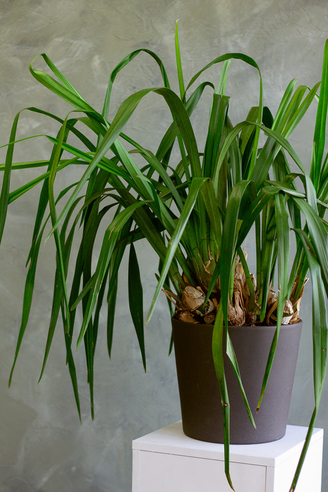 Cymbidium Orchid, Cymbidium, Orchid, Rare Orchid, Large Orchid, Orchids, Potted Orchid, Cymbidium Orchids,