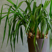 Cymbidium Orchid, Cymbidium, Orchid, Rare Orchid, Large Orchid, Orchids, Potted Orchid, Cymbidium Orchids,