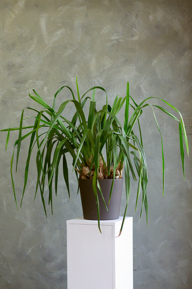 Cymbidium Orchid, Cymbidium, Orchid, Rare Orchid, Large Orchid, Orchids, Potted Orchid, Cymbidium Orchids,