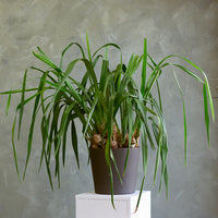 Cymbidium Orchid, Cymbidium, Orchid, Rare Orchid, Large Orchid, Orchids, Potted Orchid, Cymbidium Orchids,