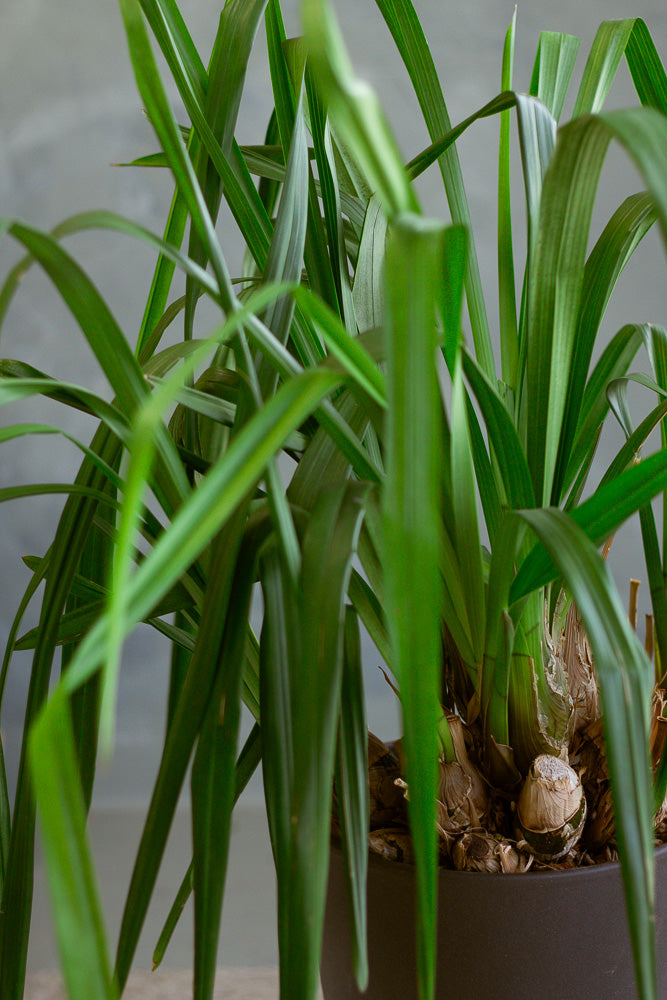 Cymbidium Orchid, Cymbidium, Orchid, Rare Orchid, Large Orchid, Orchids, Potted Orchid, Cymbidium Orchids,