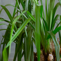 Cymbidium Orchid, Cymbidium, Orchid, Rare Orchid, Large Orchid, Orchids, Potted Orchid, Cymbidium Orchids,