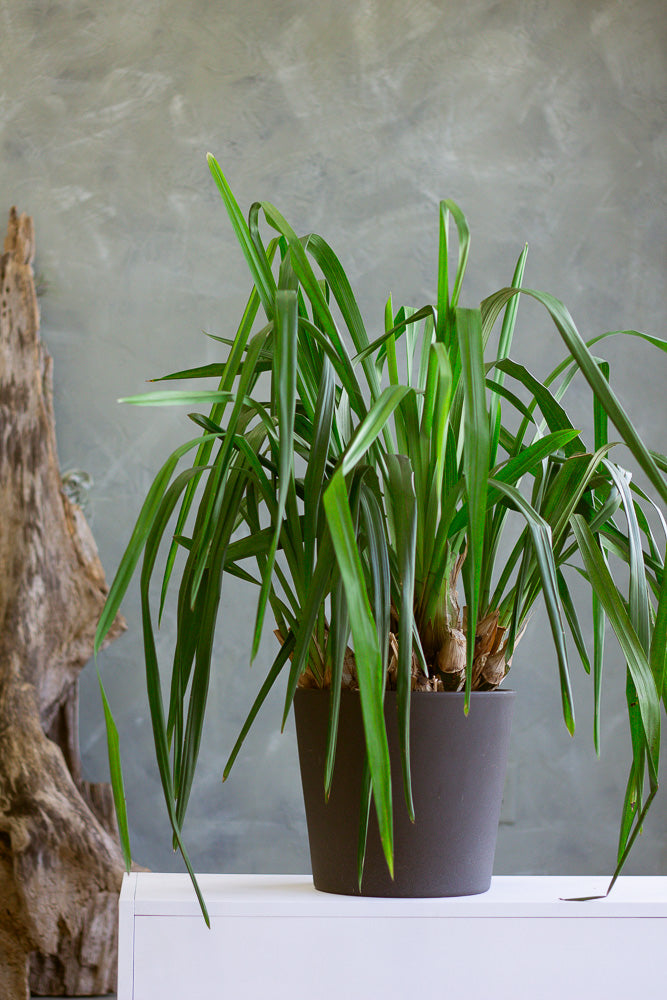 Cymbidium Orchid, Cymbidium, Orchid, Rare Orchid, Large Orchid, Orchids, Potted Orchid, Cymbidium Orchids,