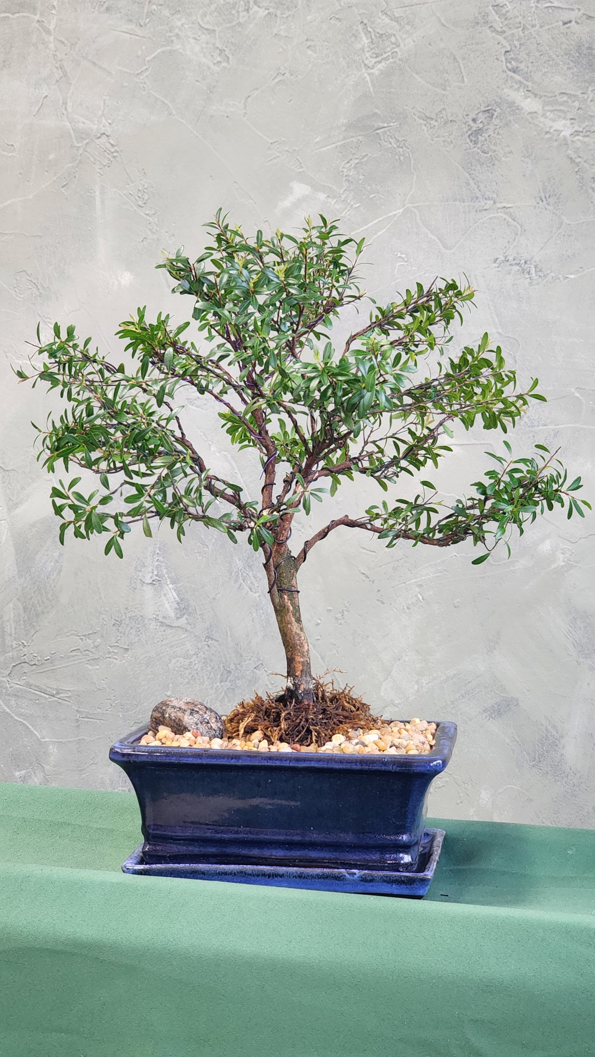 Eugenia Buxifolia Specimen – Bonsai Ottawa