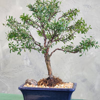 Eugenia Buxifolia Specimen