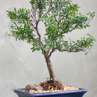 Eugenia Buxifolia Specimen