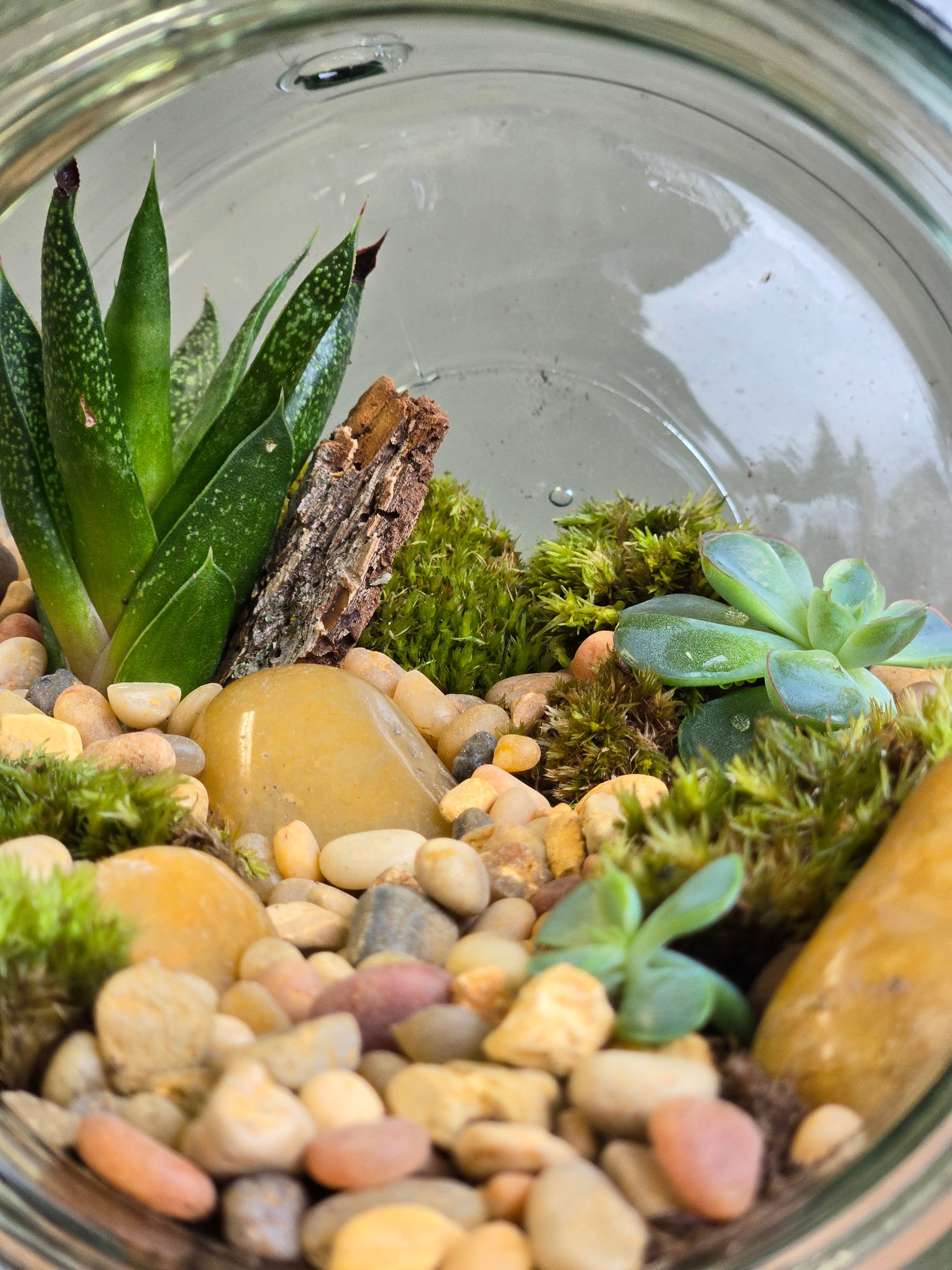 Glass Terrarium A Glimpse of Nature Bonsai Ottawa