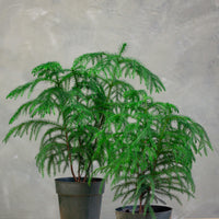 Norfolk Island Pine, Araucaria Heterophylla, Norfolk, Pine, Pine Tree, Tree, Bonsai, Prebonsai, Pre-bonsai, Christmas, Norfolk Pine, houseplant, plant