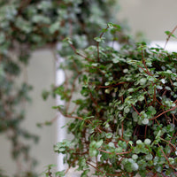 Pilea Glauca 'Aquamarine', Pilea Glauca, Pilea, Aquamarine, Pilea, Houseplant, Houseplants, Vines, Ground cover, Terrarium Plant, Terrarium, Cute Plant