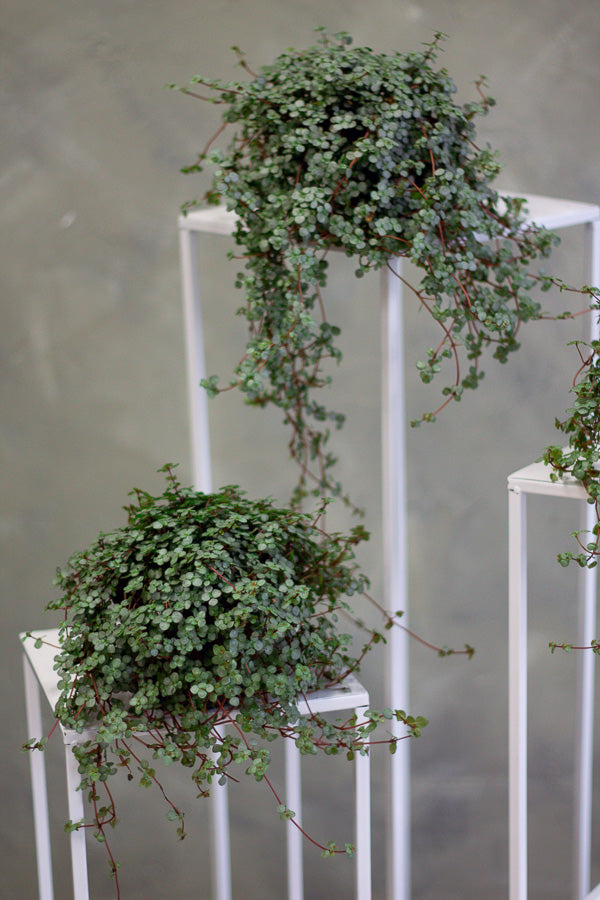 aquamarine plant Potted Pilea Glauca 'Aquamarine' – Bonsai Ottawa
