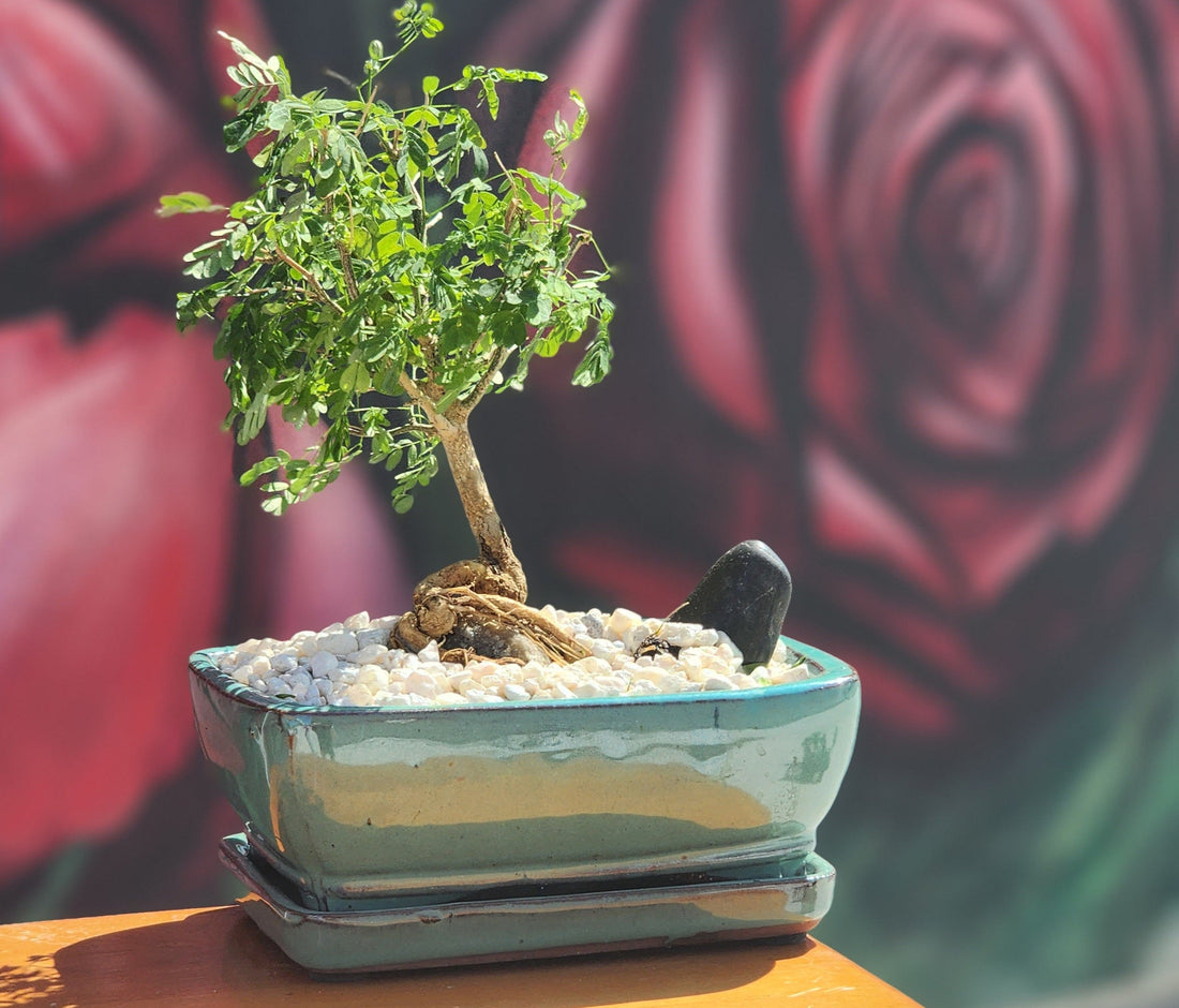 Brazilian Rain Tree, Bonsai Tree, Bonsai, Potted Bonsai, Potted Brazilian Rain Tree, Rain Tree, Raintree, Brazilian Rain Tree, Brazilian Raintree, Styled Bonsai