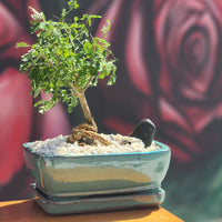 Brazilian Rain Tree, Bonsai Tree, Bonsai, Potted Bonsai, Potted Brazilian Rain Tree, Rain Tree, Raintree, Brazilian Rain Tree, Brazilian Raintree, Styled Bonsai