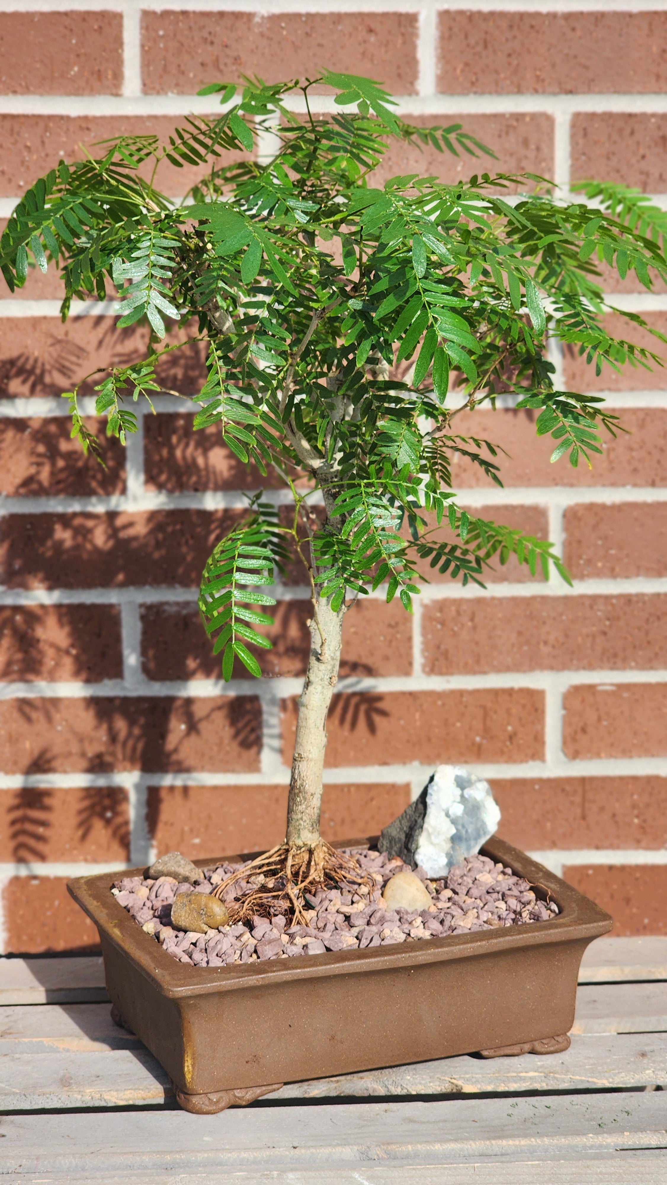 powder puff bonsai tree Powder Puff