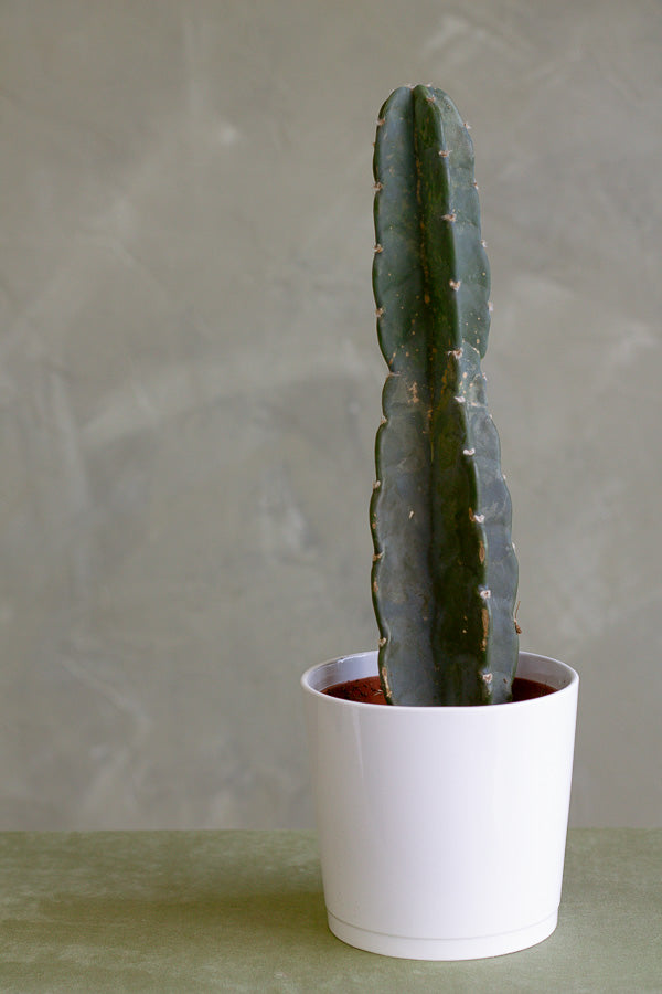 Cereus Jamacaru, Pure Cactus, Spineless Cactus, Easy, Cactus, Plant, Potted Plant, Non-Toxic, Non-Poisonous