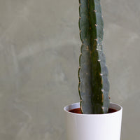 Cereus Jamacaru, Pure Cactus, Spineless Cactus, Easy, Cactus, Plant, Potted Plant, Non-Toxic, Non-Poisonous