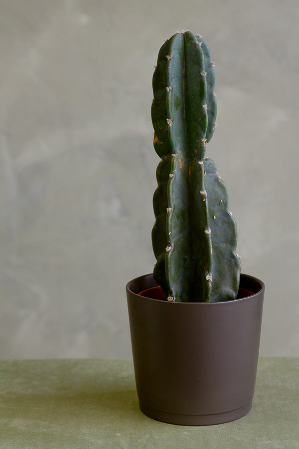 Cereus Jamacaru, Pure Cactus, Spineless Cactus, Easy, Cactus, Plant, Potted Plant, Non-Toxic, Non-Poisonous