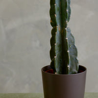 Cereus Jamacaru, Pure Cactus, Spineless Cactus, Easy, Cactus, Plant, Potted Plant, Non-Toxic, Non-Poisonous