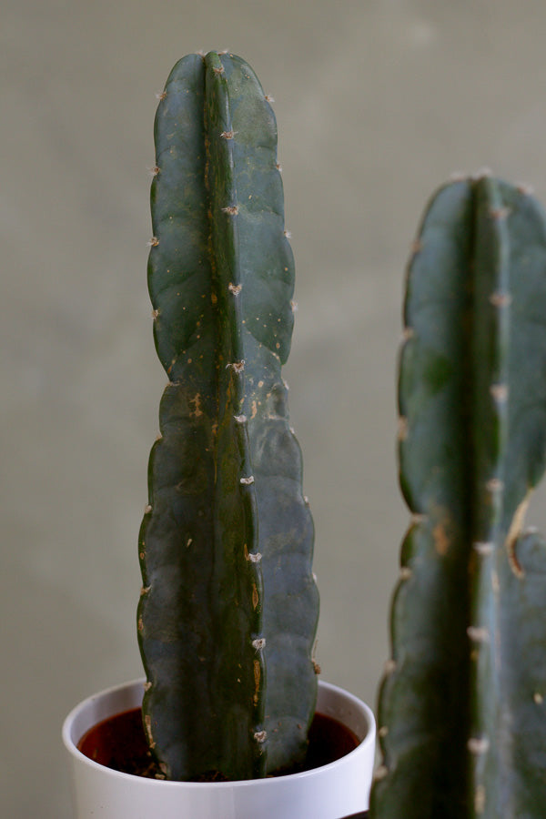 Cereus Jamacaru, Pure Cactus, Spineless Cactus, Easy, Cactus, Plant, Potted Plant, Non-Toxic, Non-Poisonous