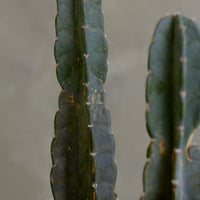 Cereus Jamacaru, Pure Cactus, Spineless Cactus, Easy, Cactus, Plant, Potted Plant, Non-Toxic, Non-Poisonous