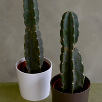 Cereus Jamacaru, Pure Cactus, Spineless Cactus, Easy, Cactus, Plant, Potted Plant, Non-Toxic, Non-Poisonous