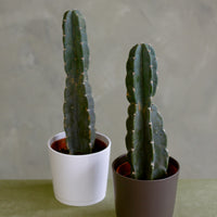 Cereus Jamacaru, Pure Cactus, Spineless Cactus, Easy, Cactus, Plant, Potted Plant, Non-Toxic, Non-Poisonous