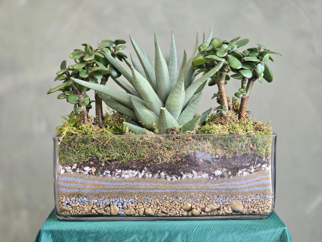 Succulent Centre Piece