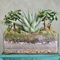 Succulent Centre Piece