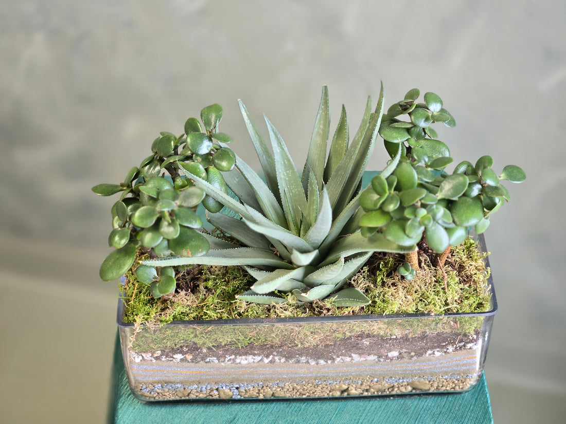 Succulent Centre Piece