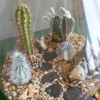 Terrarium, Teardrop terrarium, violet, ferns, easy terrarium, low maintenance, beginner plant, plant, terrariums,