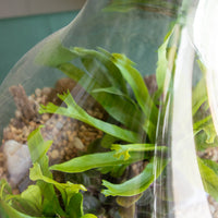 Terrarium, Teardrop terrarium, violet, ferns, easy terrarium, low maintenance, beginner plant, plant, terrariums,