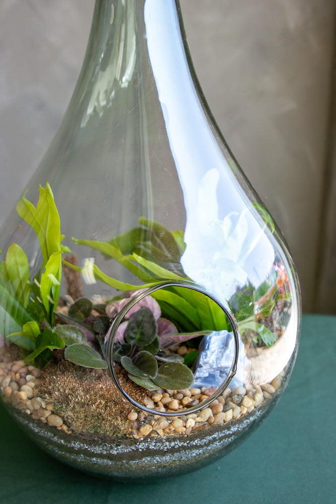 Terrarium, Teardrop terrarium, violet, ferns, easy terrarium, low maintenance, beginner plant, plant, terrariums,