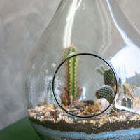 Teardrop terrarium, terrarium, easy plant, low maintenance, cactus, oasis terrarium, teardrop