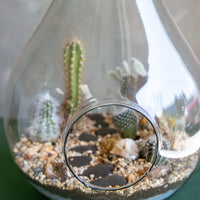 Teardrop terrarium, terrarium, easy plant, low maintenance, cactus, oasis terrarium, teardrop