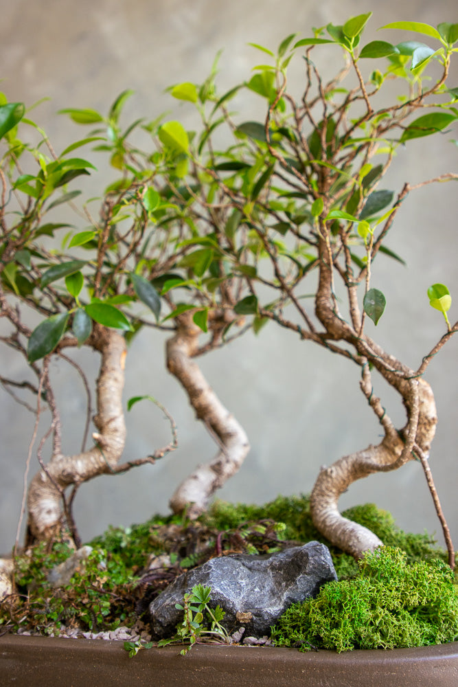 bonsai tree mississauga Tigerbark Forest – Bonsai Ottawa