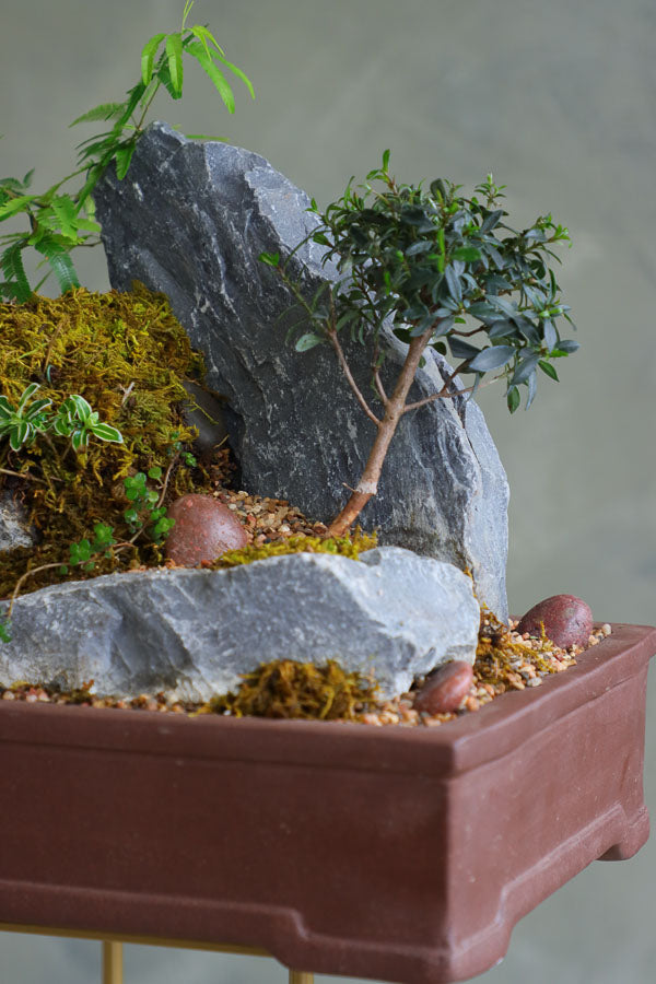 Bonsai and rock landscape arrangement with sculpted trees, stones, and moss, available for delivery in Ottawa.