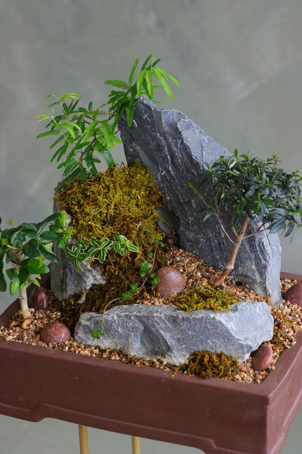 Bonsai and rock landscape arrangement with sculpted trees, stones, and moss, available for delivery in Ottawa.