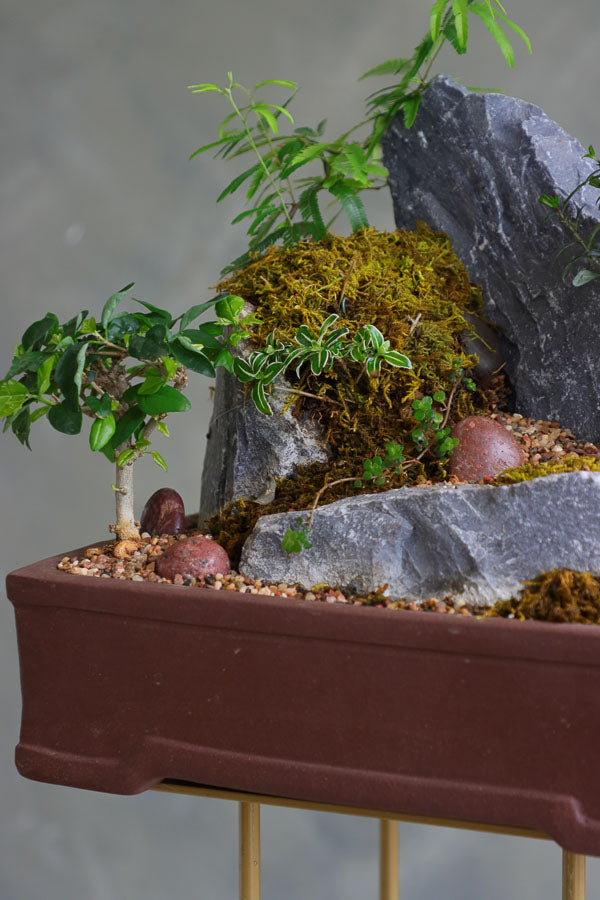 Bonsai and rock landscape arrangement with sculpted trees, stones, and moss, available for delivery in Ottawa.