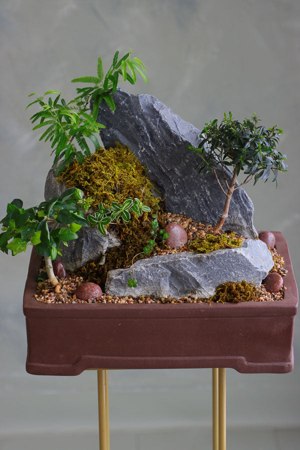 Bonsai and rock landscape arrangement with sculpted trees, stones, and moss, available for delivery in Ottawa.