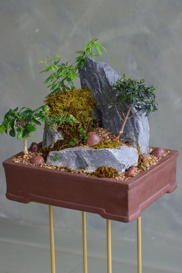 Mountain Echo - Bonsai & Rock Landscape | Ottawa Plant Delivery