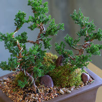 Ancient Grove bonsai arrangement featuring sculpted juniper trees, moss, and natural stones in a sleek container by Ottawa florist.