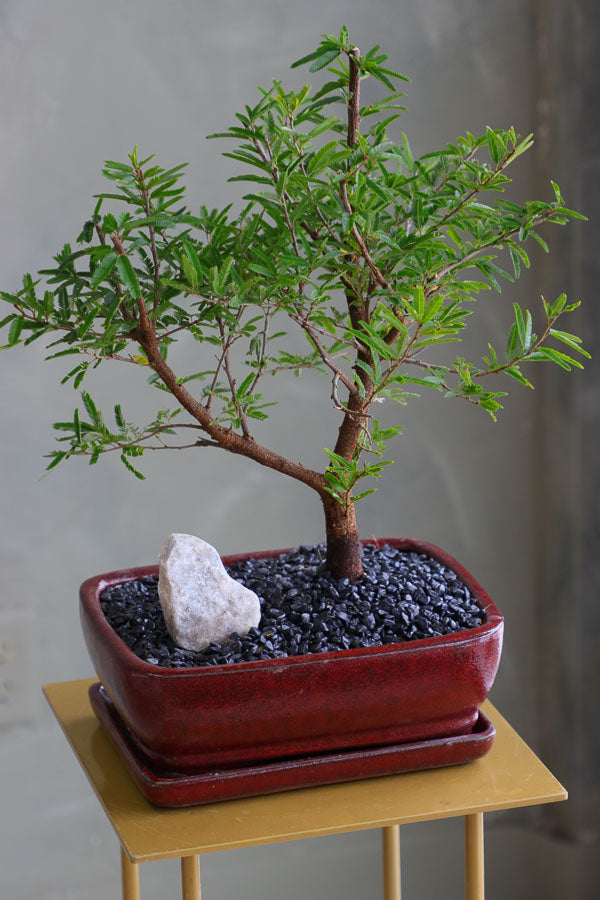 Calliandra Tweediei – Bonsai Ottawa