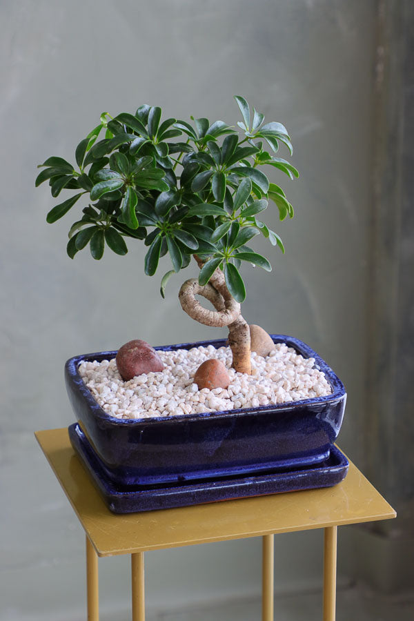 hawaiian umbrella tree bonsai care Dwarf Umbrella Tree
