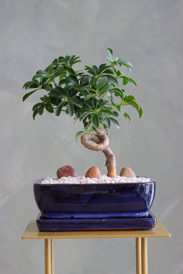 Dwarf Umbrella Tree – Bonsai Ottawa
