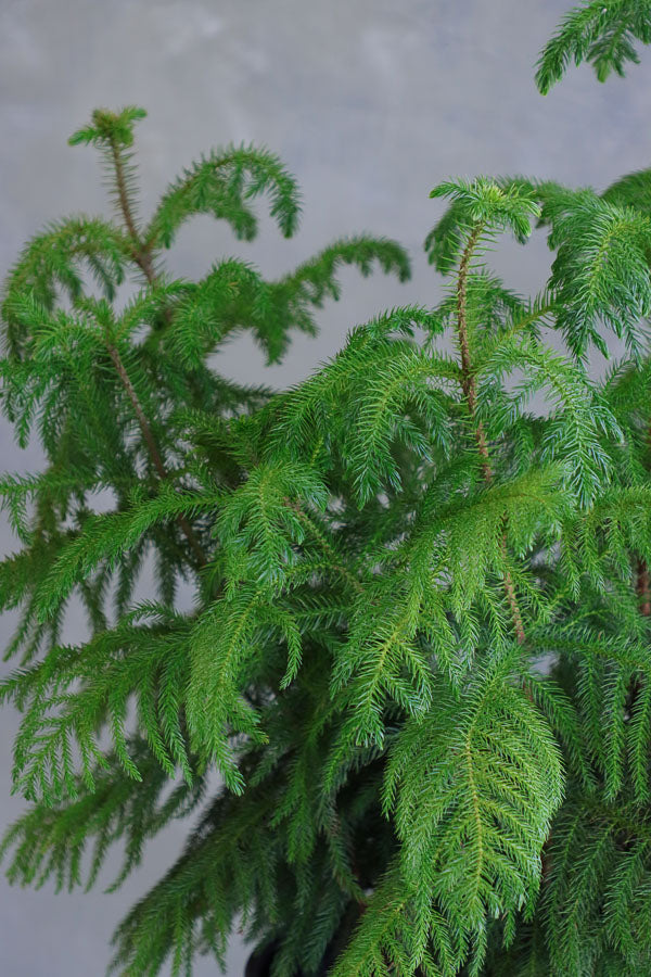 Lush Norfolk Pine in an elegant pot, available for delivery in Ottawa.