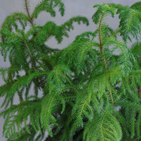 Lush Norfolk Pine in an elegant pot, available for delivery in Ottawa.