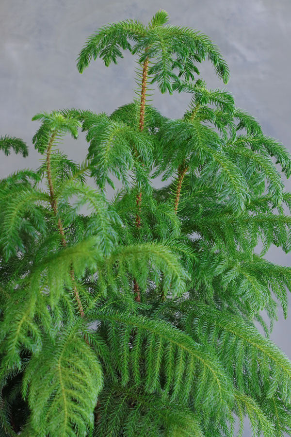 Lush Norfolk Pine in an elegant pot, available for delivery in Ottawa.