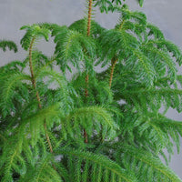 Lush Norfolk Pine in an elegant pot, available for delivery in Ottawa.